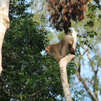 Tabin National park